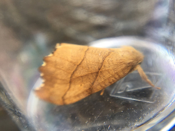 Falcaria lacertinaria 