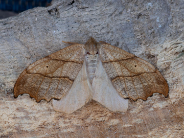 Falcaria lacertinaria 