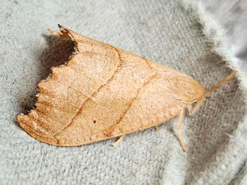 Falcaria lacertinaria 