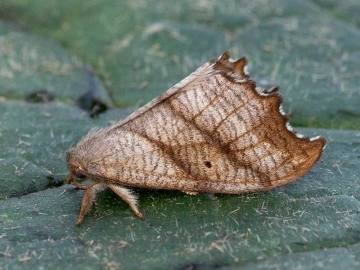 Falcaria lacertinaria 