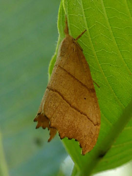 Falcaria lacertinaria 