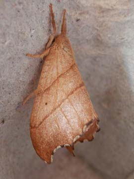 Falcaria lacertinaria 