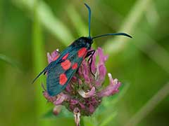 Zygaena trifolii 