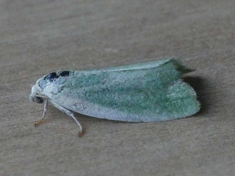 Earias clorana 