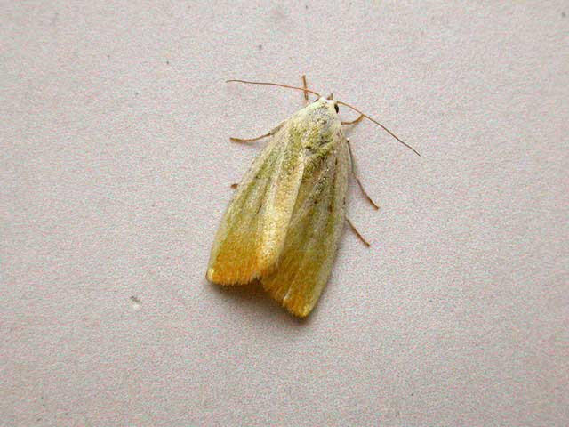 Earias clorana 