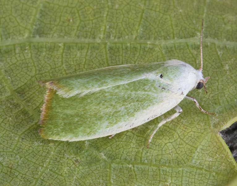 Earias clorana 