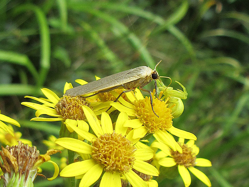 Eilema griseola 
