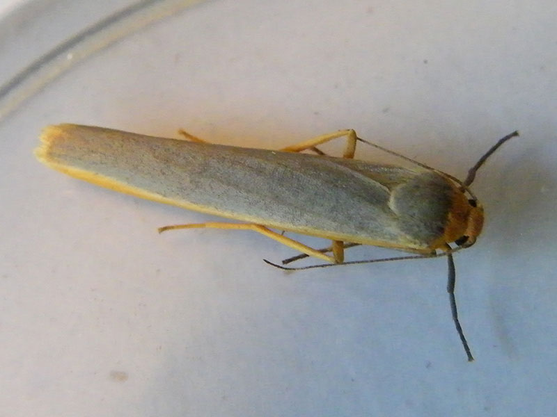 Eilema complana 