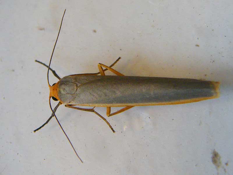 Eilema complana 