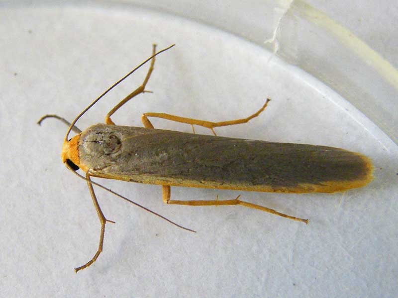 Eilema complana 