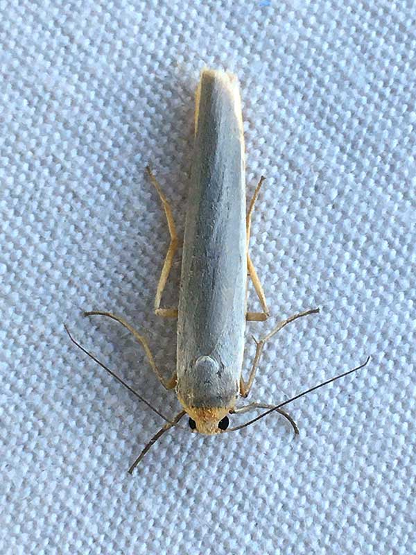 Eilema complana 