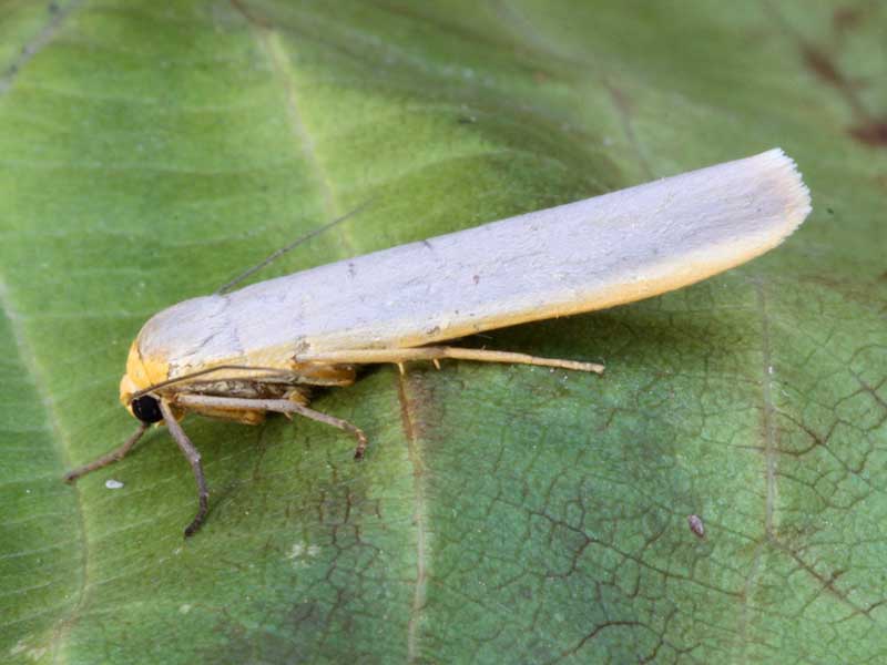 Eilema complana 