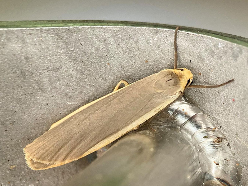 Eilema lurideola 