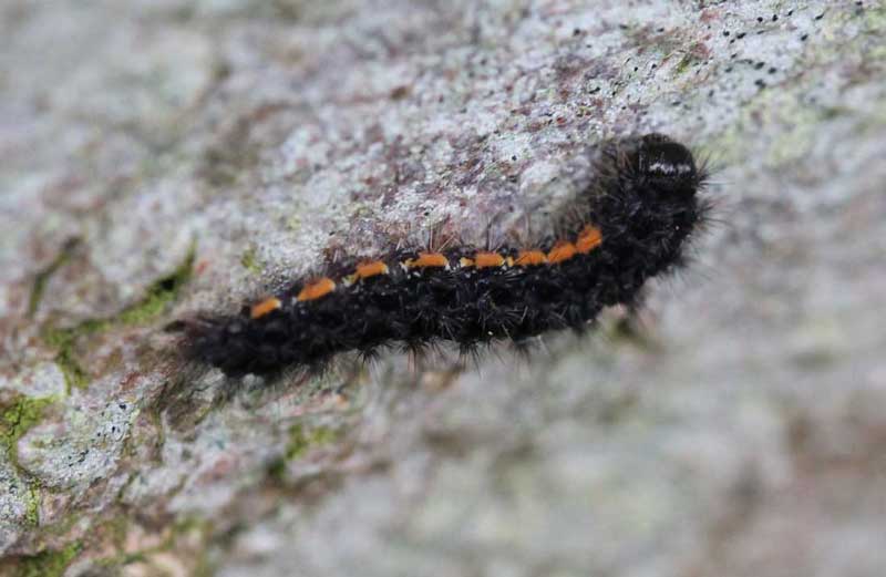 Eilema lurideola 