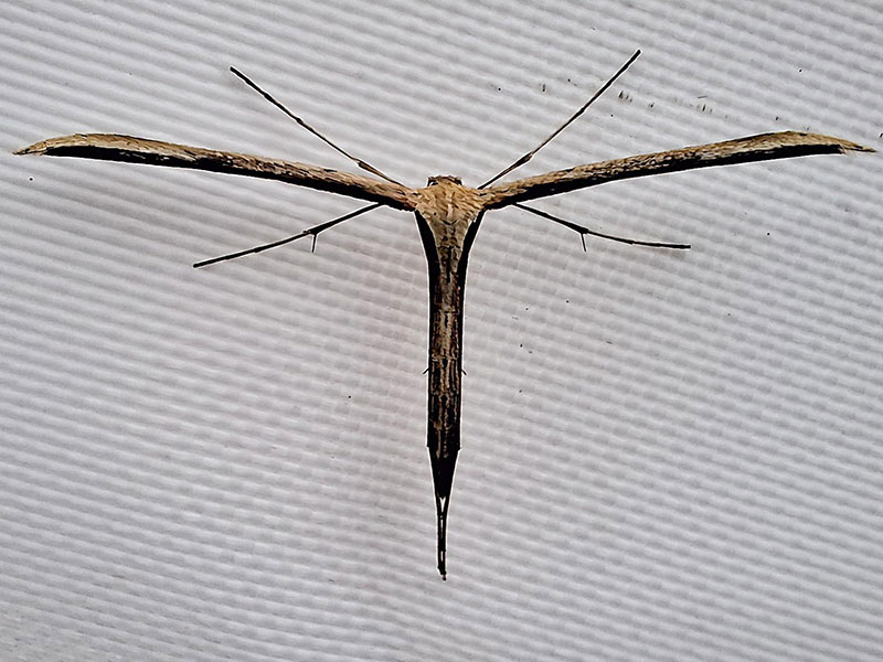 Emmelina monodactyla 