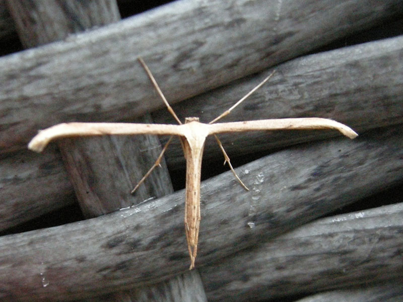 Emmelina monodactyla 