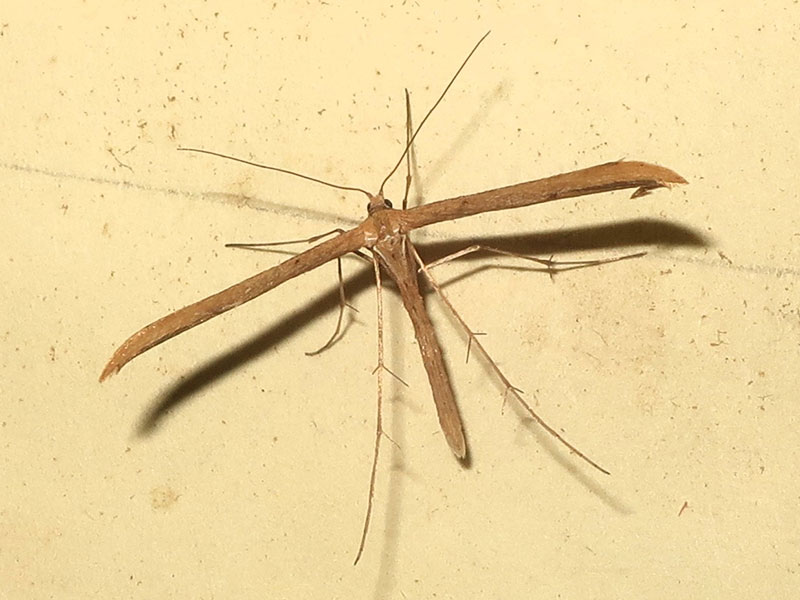 Emmelina monodactyla 