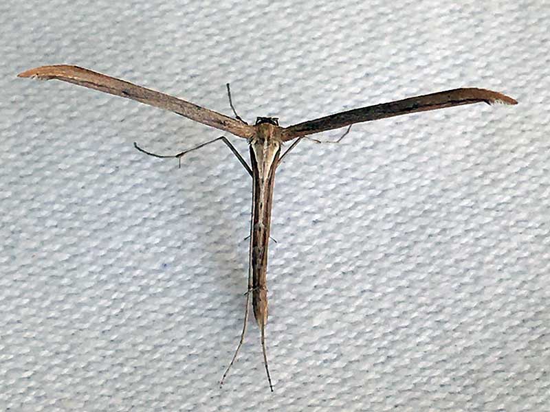 Emmelina monodactyla 