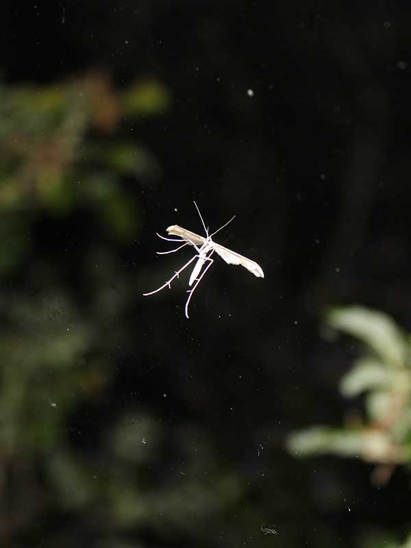 Emmelina monodactyla 