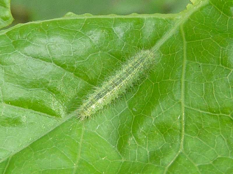 Emmelina monodactyla 