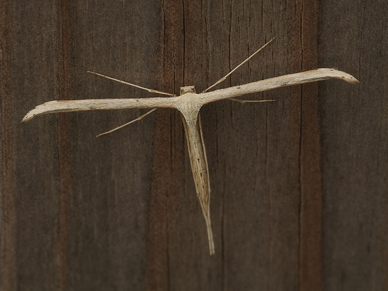Emmelina monodactyla 