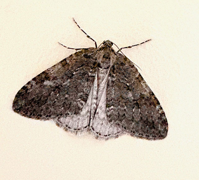 Epirrita dilutata 