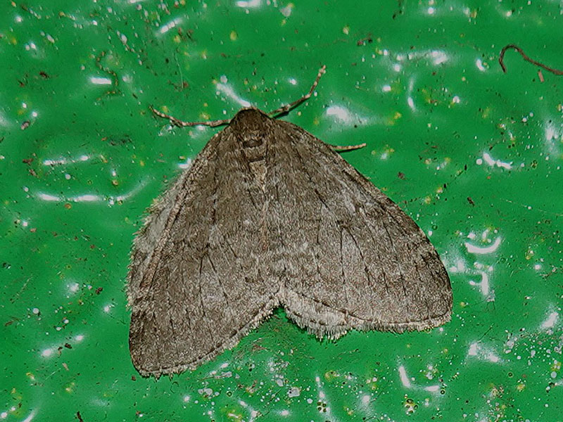 Epirrita dilutata 