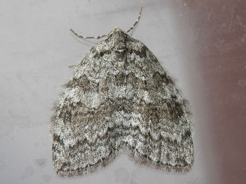 Epirrita dilutata 