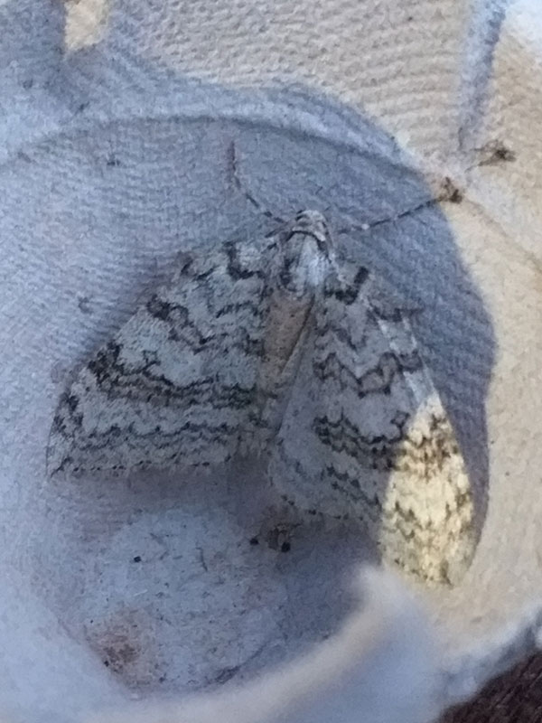 Epirrita dilutata 