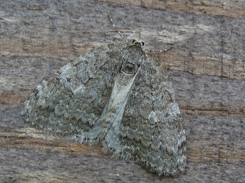 Epirrita dilutata 