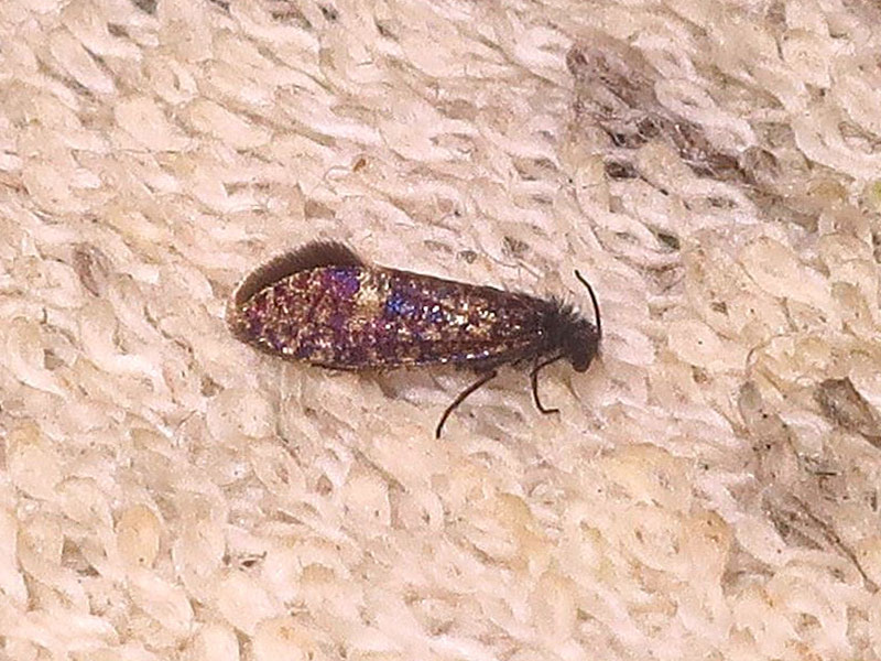 Eriocrania sangii 