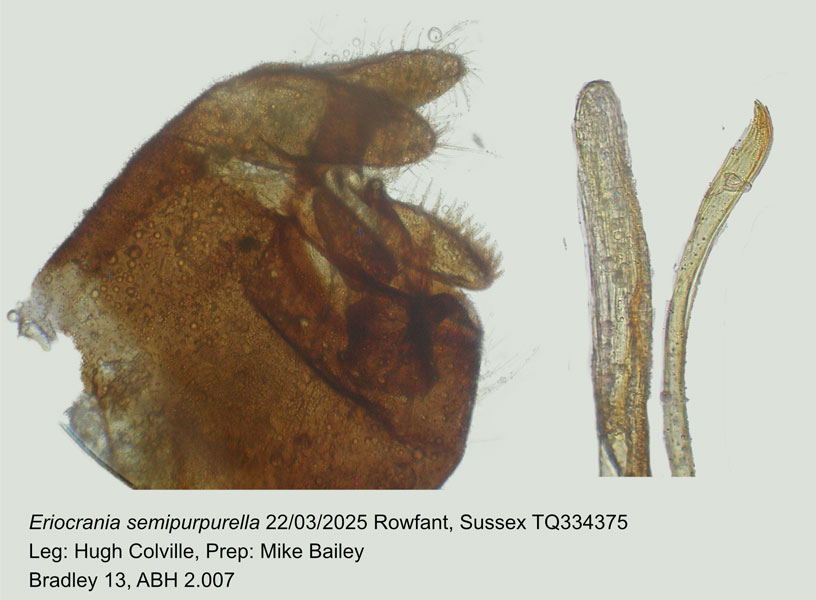 Eriocrania semipurpurella 