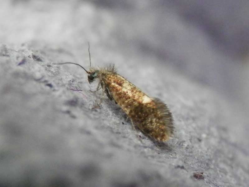 Dyseriocrania subpurpurella 