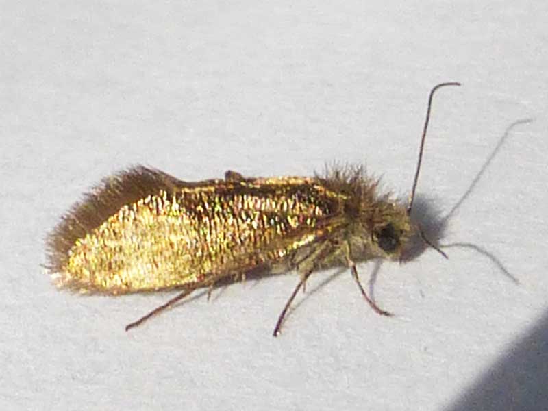 Dyseriocrania subpurpurella 
