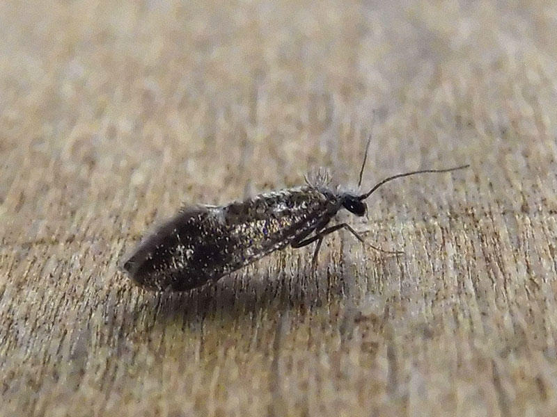 Dyseriocrania subpurpurella 