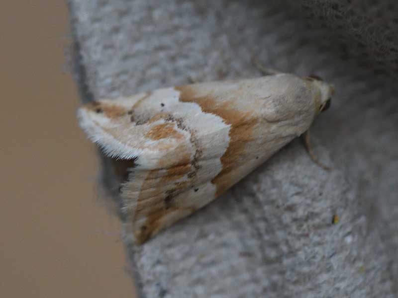 Eublemma parva 