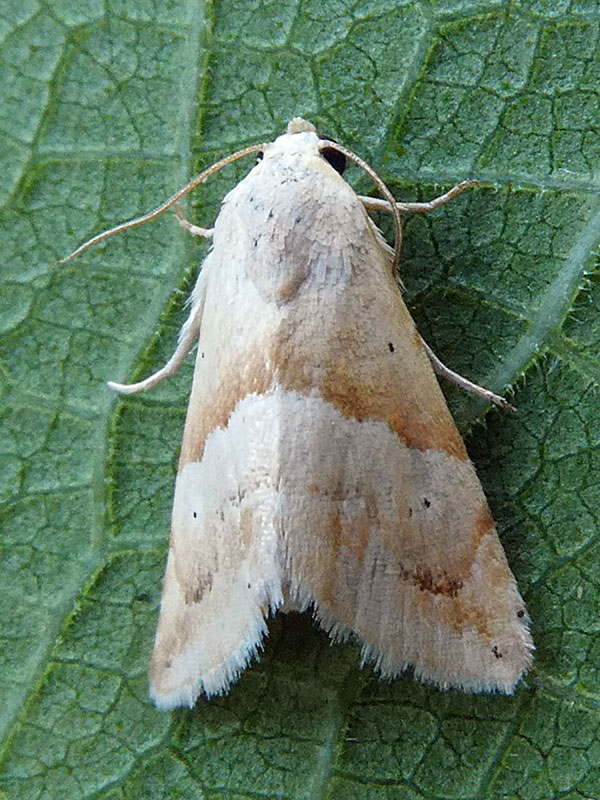 Eublemma parva 