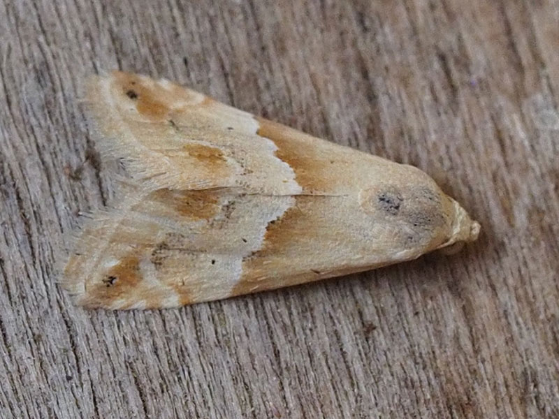 Eublemma parva 