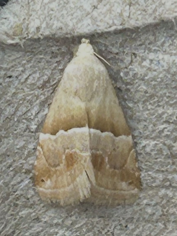 Eublemma parva 