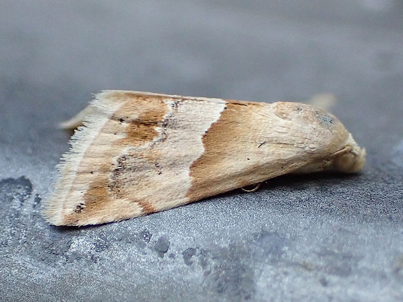 Eublemma parva 
