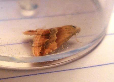 Eublemma parva 