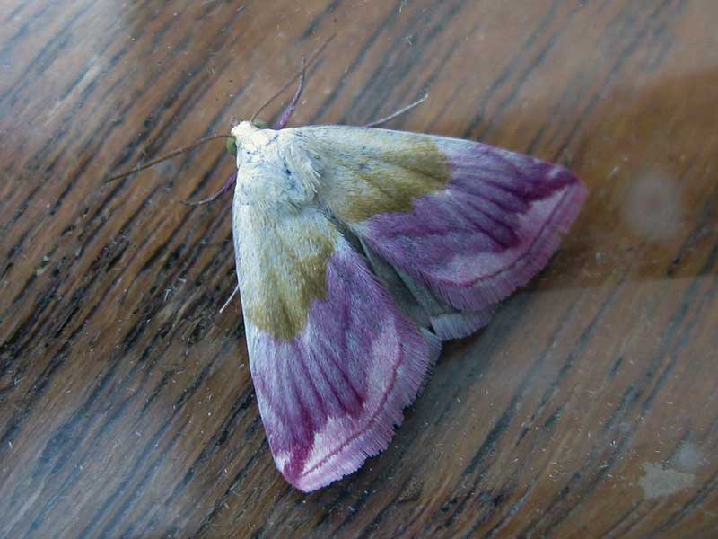Eublemma purpurina 