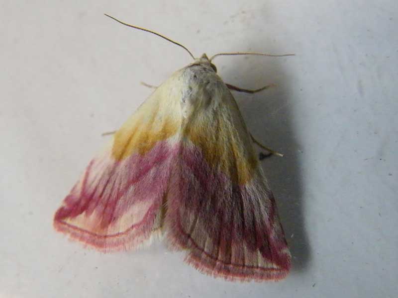 Eublemma purpurina 