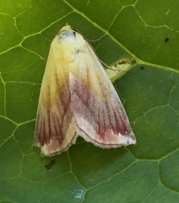 Eublemma purpurina 
