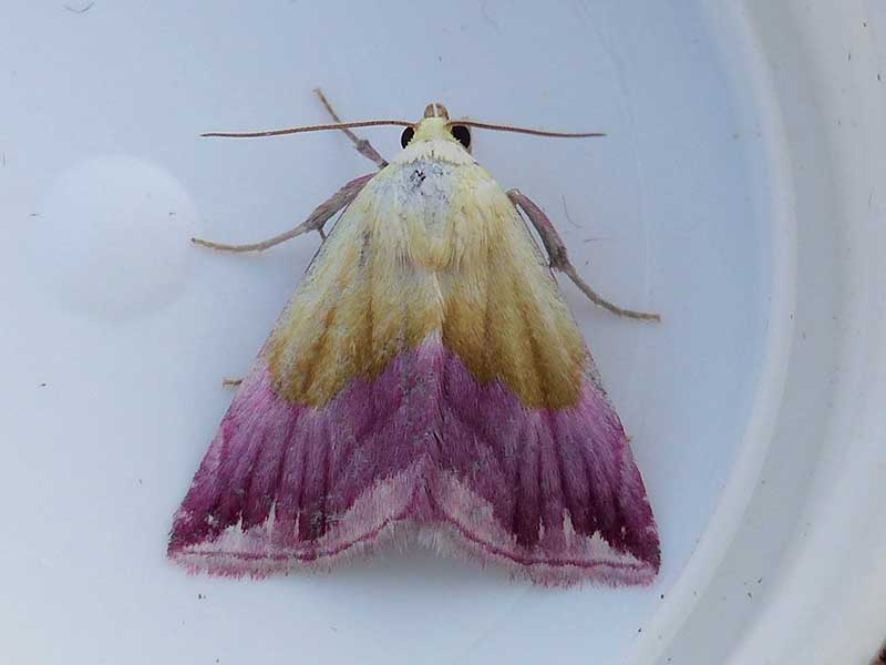 Eublemma purpurina 