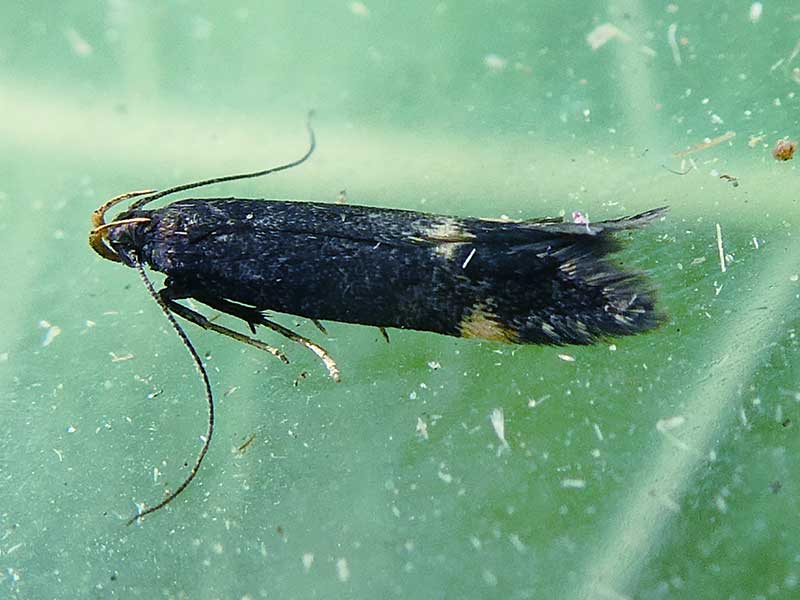 Oxypteryx atrella 