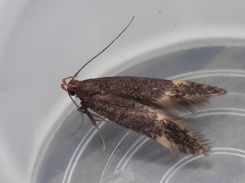 Oxypteryx atrella 