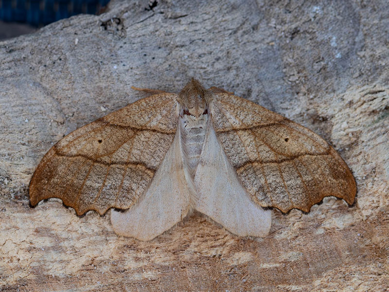 Falcaria lacertinaria 