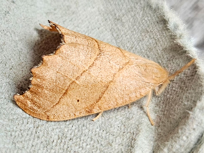 Falcaria lacertinaria 