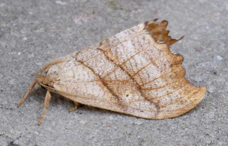 Falcaria lacertinaria 